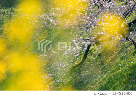 春の訪れを感じる桜ソメイヨシノと菜の花 124516406