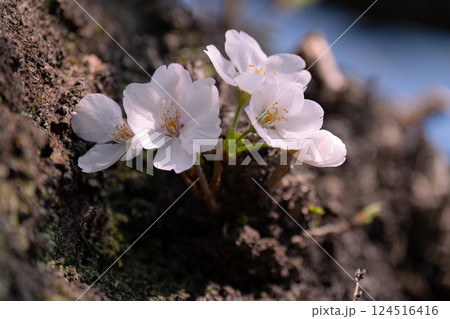春の訪れを感じる桜ソメイヨシノ 124516416