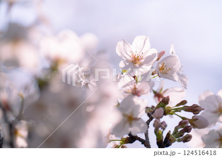 春の訪れを感じる桜ソメイヨシノ 124516418