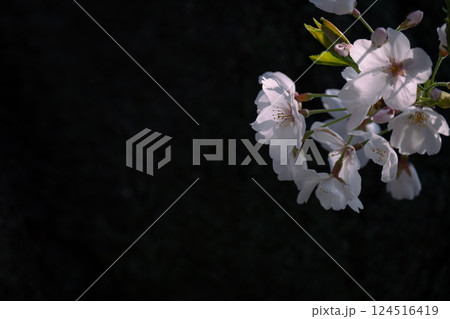 春の訪れを感じる桜ソメイヨシノ 124516419