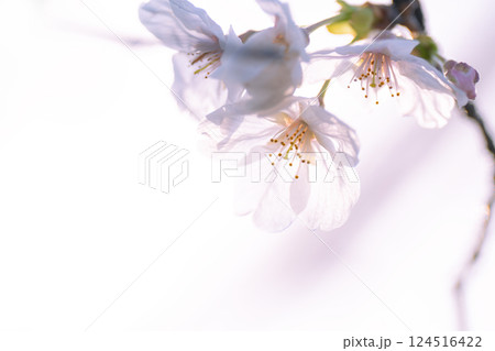 春の訪れを感じる桜ソメイヨシノ 春の訪れを感じる桜ソメイヨシノ 124516422