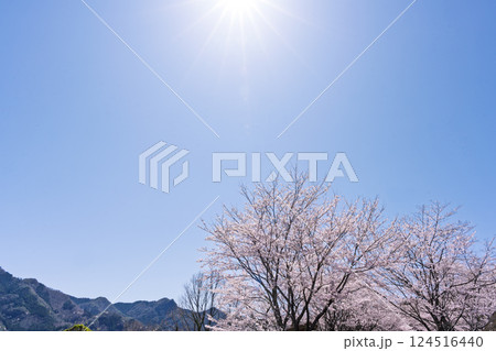 春空光芒を背景に桜並木「湯の温かさと桜の美しさに癒やされる」天岩戸の湯(宮崎県西臼杵郡高千穂町) 124516440