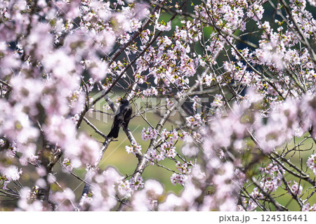 桜とヒヨドリ「湯の温かさと桜の美しさに癒やされる」天岩戸の湯(宮崎県西臼杵郡高千穂町) 桜とヒヨドリ「湯の温かさと桜の美しさに癒やされる」天岩戸の湯(宮崎県西臼杵郡高千穂町) 124516441