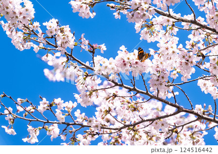 蝶々(アカタテハ)と桜の花「湯の温かさと桜の美しさに癒やされる」天岩戸の湯(宮崎県西臼杵郡高千穂町) 蝶々(アカタテハ)と桜の花「湯の温かさと桜の美しさに癒やされる」天岩戸の湯(宮崎県西臼杵郡高千穂町) 124516442