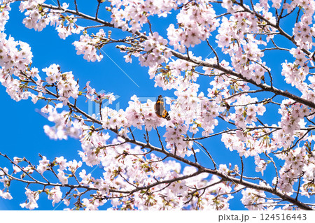 桜の花と蝶々(アカタテハ)「湯の温かさと桜の美しさに癒やされる」天岩戸の湯(宮崎県西臼杵郡高千穂町) 124516443