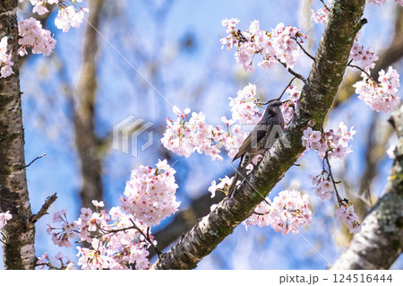 春空に映える桜とヒヨドリ「湯の温かさと桜の美しさに癒やされる」天岩戸の湯(宮崎県西臼杵郡高千穂町) 春空に映える桜とヒヨドリ「湯の温かさと桜の美しさに癒やされる」天岩戸の湯(宮崎県西臼杵郡高千穂町) 124516444