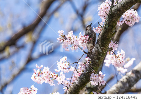 春空に映える桜とヒヨドリ「湯の温かさと桜の美しさに癒やされる」天岩戸の湯(宮崎県西臼杵郡高千穂町) 124516445
