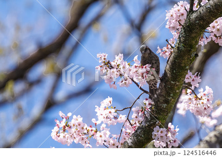 春空に映える桜とヒヨドリ「湯の温かさと桜の美しさに癒やされる」天岩戸の湯(宮崎県西臼杵郡高千穂町) 124516446
