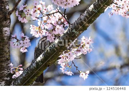 春空に映える桜とヒヨドリ「湯の温かさと桜の美しさに癒やされる」天岩戸の湯(宮崎県西臼杵郡高千穂町) 春空に映える桜とヒヨドリ「湯の温かさと桜の美しさに癒やされる」天岩戸の湯(宮崎県西臼杵郡高千穂町) 124516448