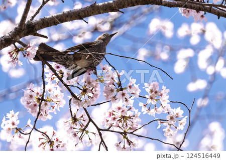 春空に映える桜とヒヨドリ「湯の温かさと桜の美しさに癒やされる」天岩戸の湯(宮崎県西臼杵郡高千穂町) 春空に映える桜とヒヨドリ「湯の温かさと桜の美しさに癒やされる」天岩戸の湯(宮崎県西臼杵郡高千穂町) 124516449