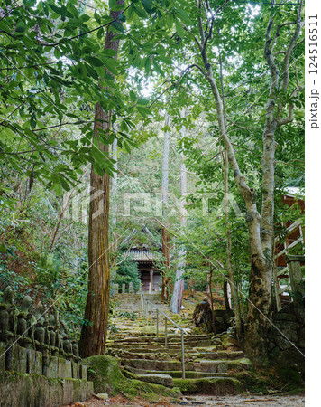 【奈良県生駒群平群町／元山千光寺】観音堂に続く新緑の林と苔むす参道 124516511