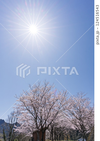 春空光芒に映える桜並木「湯の温かさと桜の美しさに癒やされる」天岩戸の湯(宮崎県西臼杵郡高千穂町) 春空光芒に映える桜並木「湯の温かさと桜の美しさに癒やされる」天岩戸の湯(宮崎県西臼杵郡高千穂町) 124516543