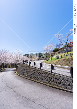 春空光芒に映える桜並木「湯の温かさと桜の美しさに癒やされる」天岩戸の湯(宮崎県西臼杵郡高千穂町) 124516547