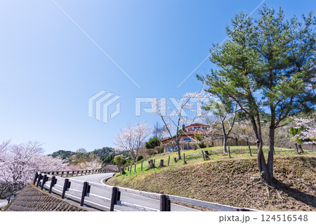 春空光芒に映える桜並木「湯の温かさと桜の美しさに癒やされる」天岩戸の湯(宮崎県西臼杵郡高千穂町) 春空光芒に映える桜並木「湯の温かさと桜の美しさに癒やされる」天岩戸の湯(宮崎県西臼杵郡高千穂町) 124516548