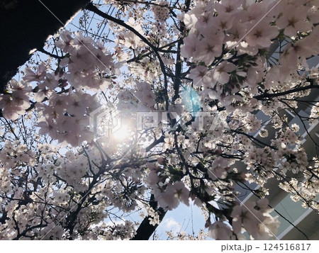 満開の桜から見える木漏れ日 満開の桜から見える木漏れ日 124516817