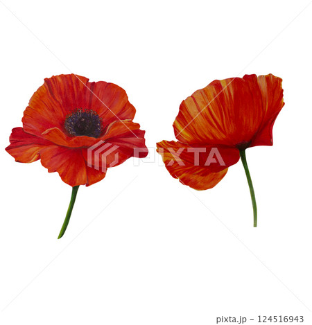 Pair of red poppy flowers. Watercolor, markers hand-drawn illustration. Wildflowers isolated art. Botanical herbaceous plant drawing for postcards, prints, posters, stickers, scrapbooking. Remembrance 124516943