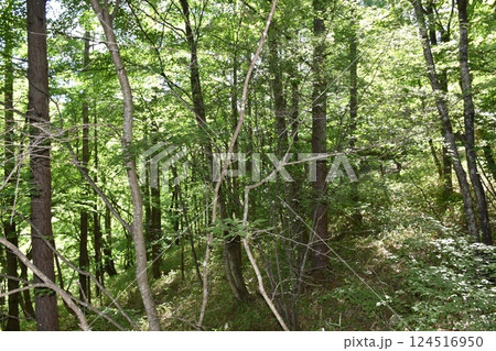 美しい森林 124516950