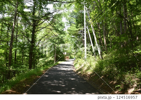 美しい森林 124516957