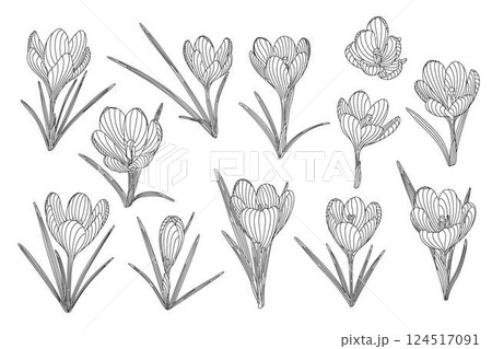 Crocus spring flowers set tender plants with stem and leaves, hand drawn vector outline illustration, floral design element collection, graphic clipart for invitation, card, wedding, botanical lineart 124517091