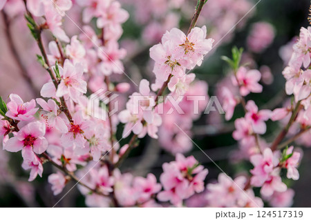 Peach blossoms in full bloom, delicate pink flowers on branches. Springtime dreamy and romantic scene. 124517319