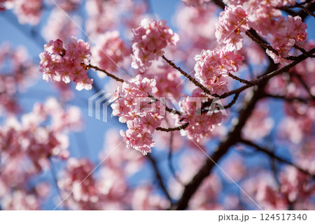 宇都宮城址公園の河津桜(栃木県宇都宮市) 宇都宮城址公園の河津桜(栃木県宇都宮市) 124517340