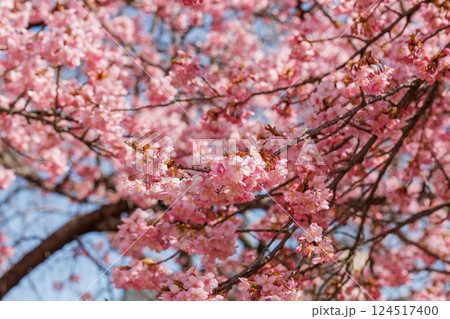 宇都宮城址公園の河津桜(栃木県宇都宮市) 宇都宮城址公園の河津桜(栃木県宇都宮市) 124517400