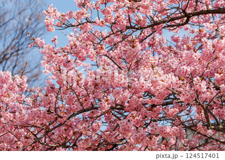 宇都宮城址公園の河津桜(栃木県宇都宮市) 宇都宮城址公園の河津桜(栃木県宇都宮市) 124517401