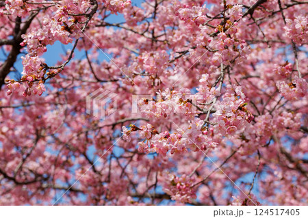宇都宮城址公園の河津桜(栃木県宇都宮市) 宇都宮城址公園の河津桜(栃木県宇都宮市) 124517405