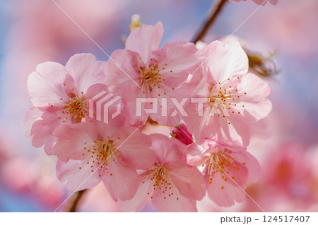 宇都宮城址公園の河津桜（栃木県宇都宮市） 124517407
