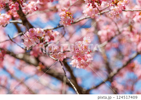 宇都宮城址公園の河津桜(栃木県宇都宮市) 宇都宮城址公園の河津桜(栃木県宇都宮市) 124517409