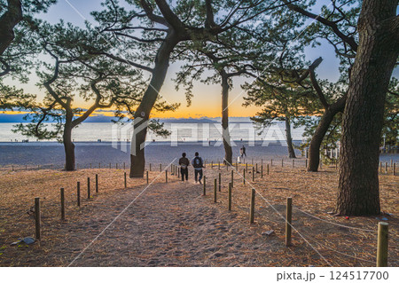 静岡市にある三保松原から見える日の出前の風景と松林と海岸(静岡県) 124517700