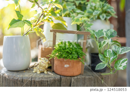small plant pot green leaves tree garden decoration cute lovely home backyard corner outdoor small plant pot green leaves tree garden decoration cute lovely home backyard corner outdoor 124518053