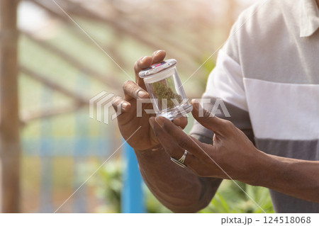 Closeup hemp farmer showing dried hemp sativa bud for medical for relaxation use in cannabis farm 124518068