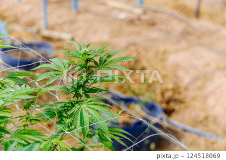 Hemp agriculture plant farm sativa bleed. Marijuana Herbal green tree nursery in green house. 124518069