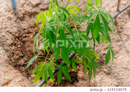 Hemp agriculture plant farm sativa bleed. Marijuana Herbal green tree nursery in green house. 124518070