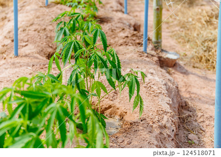 Hemp agriculture plant farm sativa bleed. Marijuana Herbal green tree nursery in green house. 124518071