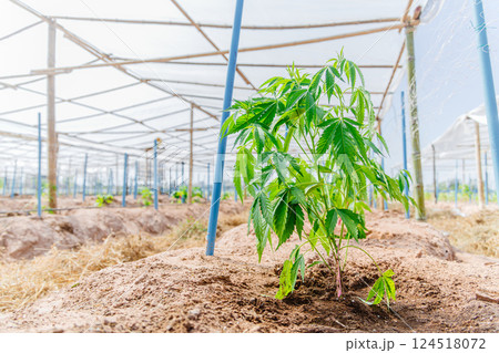Hemp agriculture plant farm sativa bleed. Marijuana Herbal green tree nursery in green house. 124518072
