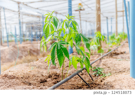 Hemp agriculture plant farm sativa bleed. Marijuana Herbal green tree nursery in green house. 124518073