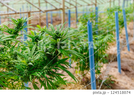Hemp agriculture plant farm sativa bleed. Marijuana Herbal green tree nursery in green house. 124518074
