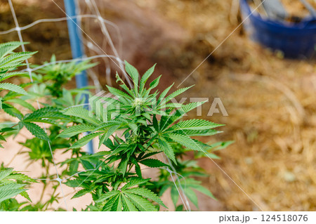 Hemp agriculture plant farm sativa bleed. Marijuana Herbal green tree nursery in green house. Hemp agriculture plant farm sativa bleed. Marijuana Herbal green tree nursery in green house. 124518076