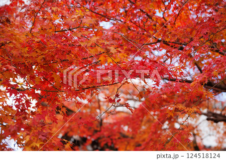 Beautiful Red maple forest leaves in autumn season travel landmark at Kyoto Japan for background. Beautiful Red maple forest leaves in autumn season travel landmark at Kyoto Japan for background. 124518124