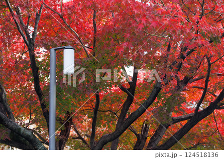 Beautiful Red maple forest leaves in autumn season travel landmark at Kyoto Japan for background. Beautiful Red maple forest leaves in autumn season travel landmark at Kyoto Japan for background. 124518136