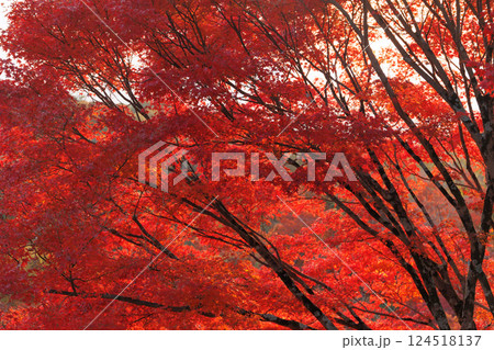 Beautiful Red maple forest leaves in autumn season travel landmark at Kyoto Japan for background. 124518137