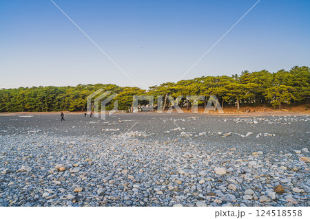 静岡市にある三保松原から見る日の出の松林の風景(静岡県) 124518558