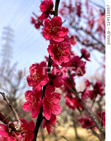 見事に咲き誇る梅の花 124518867