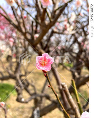 何とも愛らしい一輪の梅の花 124518872
