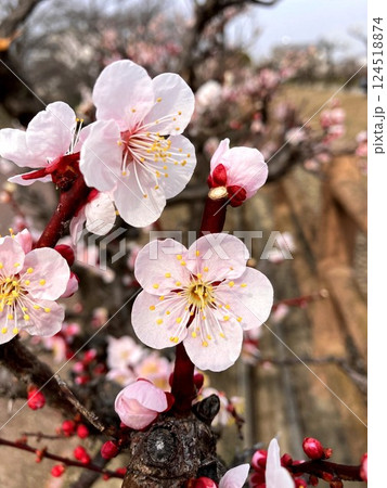 春の訪れを感じる梅の花 124518874