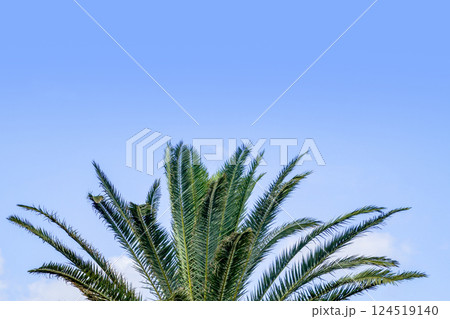 蘇轍と青空 124519140