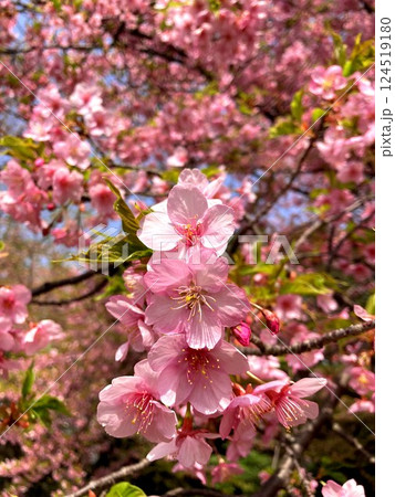 見事に咲き揃った河津桜 124519180