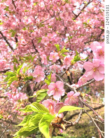 葉と共演する河津桜 葉と共演する河津桜 124519181